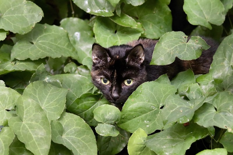 Elven Delights
